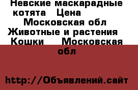 Невские маскарадные котята › Цена ­ 40 000 - Московская обл. Животные и растения » Кошки   . Московская обл.
